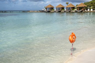 Vahşi Pembe Flamingo bir Karayip plaj Cabanas içinde belgili tanımlık geçmiş ile