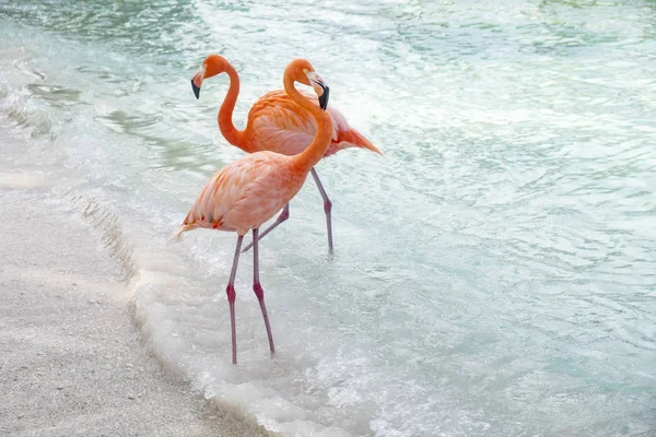 Flamencos Rosados Salvajes Una Playa Caribeña — Foto de Stock