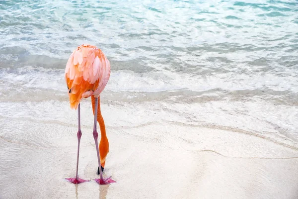 Vista Trasera Flamenco Rosa Salvaje Una Playa Caribeña — Foto de Stock