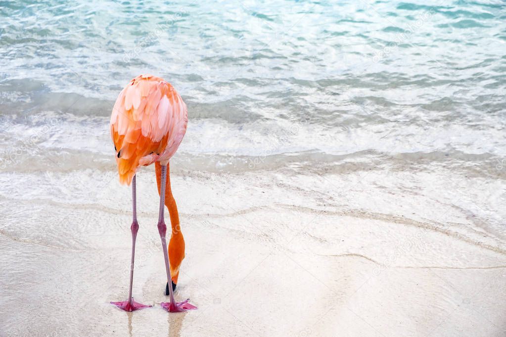 Back View of a Wild Pink Flamingo on a Caribbean Beach