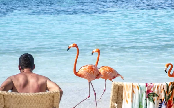 Vista Posteriore Uomo Seduto Una Spiaggia Caraibica Tre Fenicotteri Rosa — Foto Stock