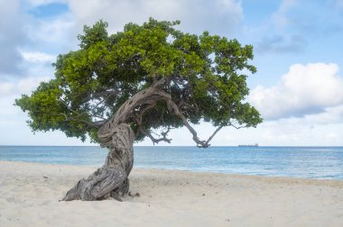 Divi Divi ağaç Eagle Beach Aruba