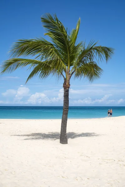 Palm Tree Карибском Пляже — стоковое фото