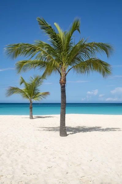 Palmboom Een Caribische Strand — Stockfoto