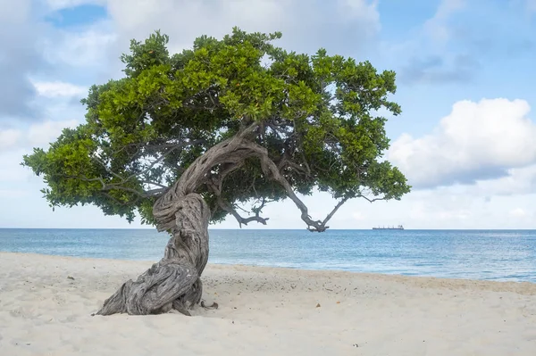 Divi Divi Tree Eagle Beach Aruba — Stock Photo, Image