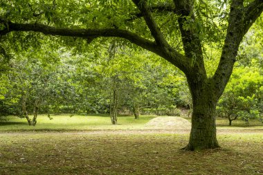 Furnas, Sao Miguel Adası, Azores, Portekiz 'deki Büyüleyici Terra Nostra Botanik Bahçesi
