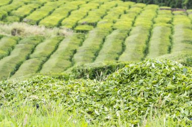 Taze hasat edilen çay tarlada yaprakları