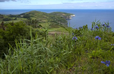 Sao Miguel Adası, Azores, yeşil Rolling Hills ve Pastures, Atlantik Okyanusu içine ulaşan