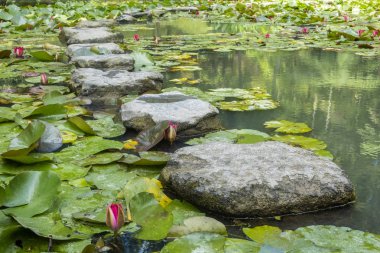 Terra Nostra Botanik Bahçesi, Furnas, Sao Miguel, Azores içinde Step Stones Ile Lily Pond