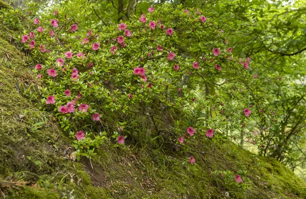 Rosa Blomma Buske Terra Nostra Botaniska Trädgård Furnas Sao Miguel — Stockfoto