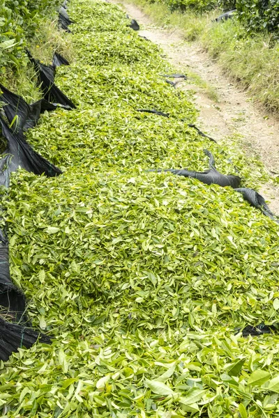 Taze Hasat Edilen Çay Tarlada Yaprakları — Stok fotoğraf