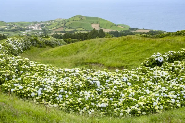 Scenic Rolling Hills Grazing Grounds Dairy Cows Island Sao Miguel — Stock Photo, Image