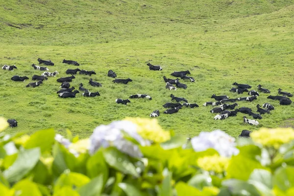 Vacche Pascolo Pascolo Sao Miguel Azzorre Portogallo — Foto Stock