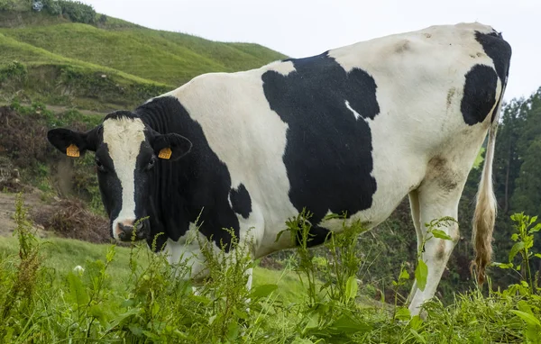 Encerramento Pastoreio Vacas Leiteiras São Miguel Açores Portugal — Fotografia de Stock