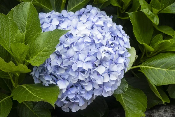 Hortensias Azules Florecientes Azores Portugal —  Fotos de Stock
