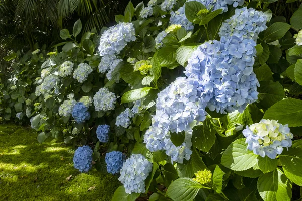 Hortensias Azules Florecientes Azores Portugal —  Fotos de Stock