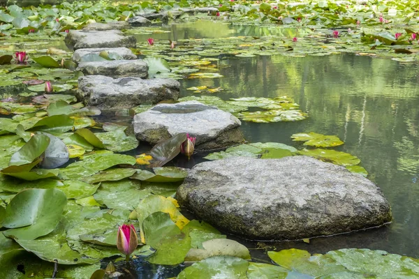 Lagoa Lírio Com Degraus Terra Nostra Jardim Botânico Furnas São Fotos De Bancos De Imagens