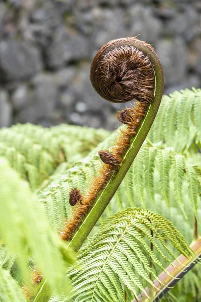 Fechamento Cabeça Fiddle Fern Imagens De Bancos De Imagens Sem Royalties