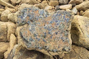 Tablelands Flora Closeup, Gros Morne Milli Parkı, Newfoundland
