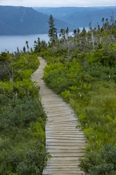 Szlak Widokowy Woody Point Park Narodowy Gros Morne Nowa Fundlandia — Zdjęcie stockowe