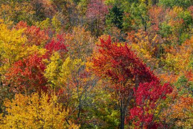 Sonbahar renkleri Algonquin Park, Ontario, Kanada