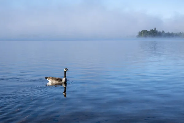 One Canada Geese Lake Two Rivers Algonquin Park Morning Mist — Stock Photo, Image