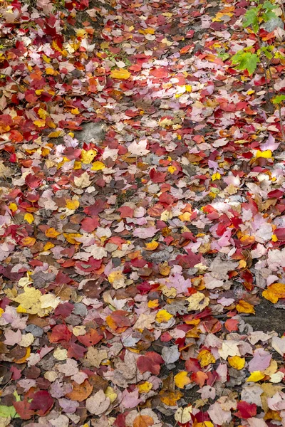 Bunte Abgefallene Blätter Bedecken Den Waldboden Frühherbst Algonquinpark — Stockfoto