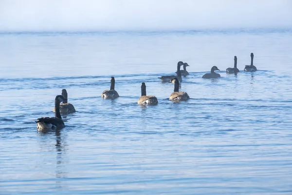 加拿大雁群在晨雾中的阿尔贡金公园双河湖中游泳 — 图库照片
