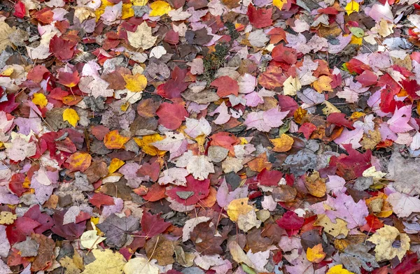 Bunte Abgefallene Blätter Bedecken Den Waldboden Frühherbst Algonquinpark — Stockfoto
