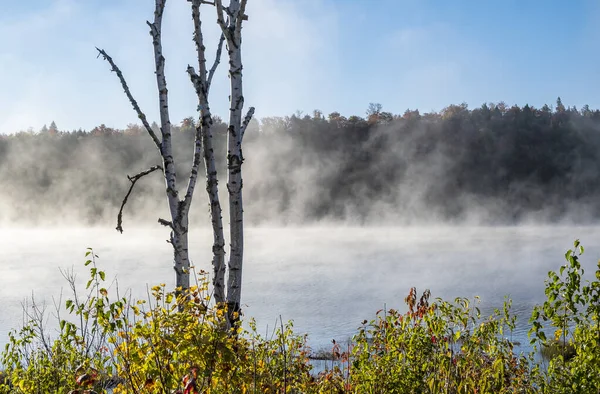 Early Morning Mist Lake Algonquin Park — Stock Photo, Image