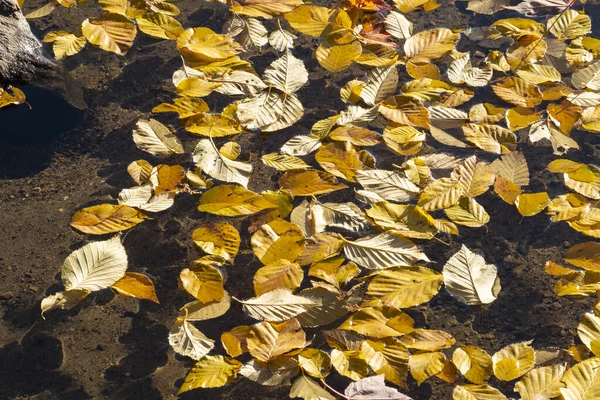 Umgestürzte Blätter Treiben Auf Dem Wasser — Stockfoto
