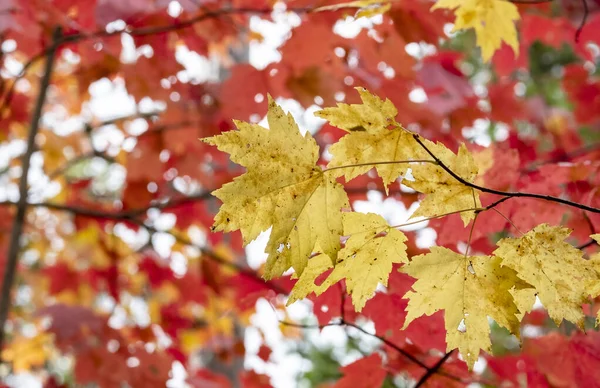 Barvy Podzimu Algonquin Park Ontario Kanada — Stock fotografie