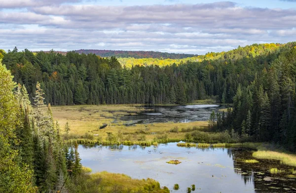 Beaver Pond Trail Algonquin Park Ontario Canada — Stock Photo, Image