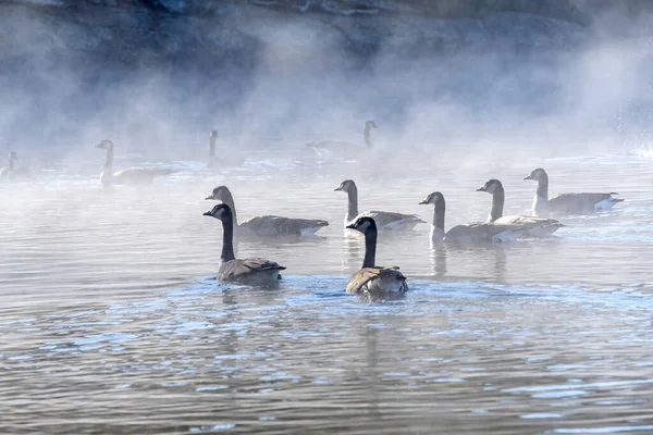 カナダの群れ朝の霧の中で2つの川 アルゴンキン公園の湖でのGeese水泳 — ストック写真