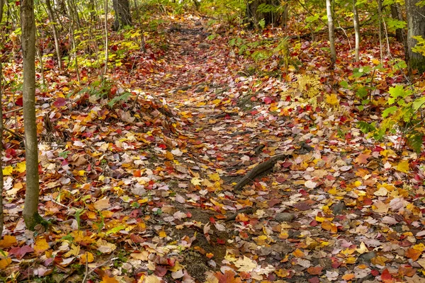 Colorful Fallen Leaves Cover Forest Floor Early Autumn Algonquin Park Stock Picture