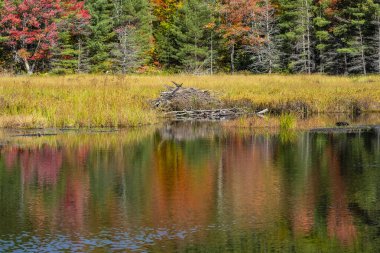 Beaver Lodge Algonquin Park 'ta Güzel Sonbahar Ayarları