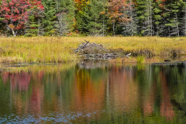 Beaver Lodge Krásném Podzimu Nastavení Algonquin Parku — Stock fotografie