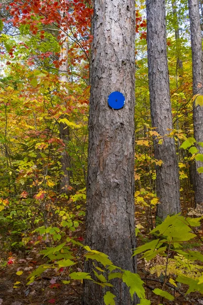 Ein Wegweiser Mit Blauem Punkt Auf Einem Baum Auf Dem — Stockfoto