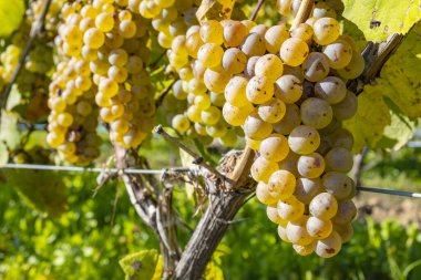Ripen Riesling Beyaz Şarap Üzümleri Hasat Etmeye Hazır