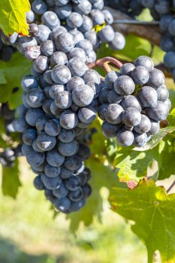 Ripen Merlot Kırmızı Şarap Üzümleri Hasat Etmeye Hazır