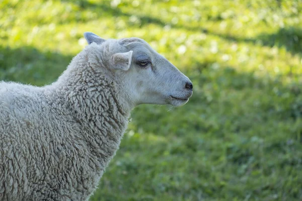 Bir Koyun Tarlada Otlanıyor — Stok fotoğraf