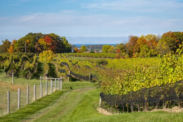 Niagara Region Vineyard Landscape Distant Toronto Skyline — Stock Photo, Image