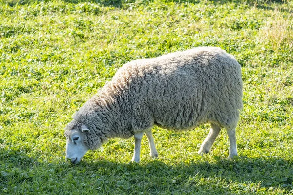 Closeup One Sheep Grazing Field — Stock Photo, Image