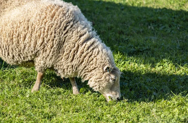 Primer Plano Una Oveja Pastando Campo —  Fotos de Stock