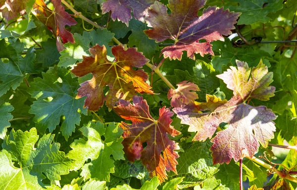 秋のカラフルなメルロ赤ワインブドウの葉の閉鎖 — ストック写真