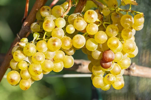 Zbliżenie Dojrzałych Winogron Chardonnay White Winogrona Gotowe Zbioru — Zdjęcie stockowe