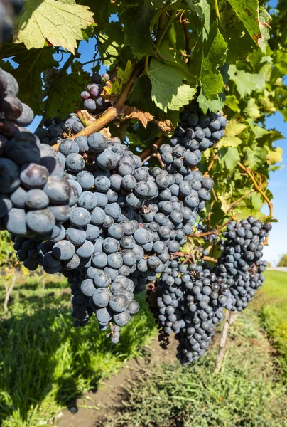 Close Ripen Cabernet Franc Grapes Ready Harvesting — Stock Photo, Image