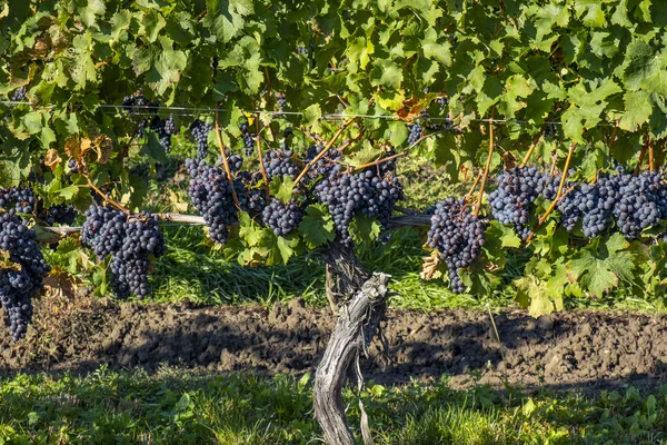 Primo Piano Uve Cabernet Franc Mature Pronte Vendemmia — Foto Stock