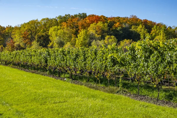 Row Cabernet Franc Vines Loaded Ripen Grapes Colorful Fall Foliage — Stock fotografie