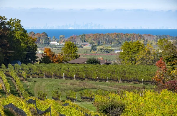 Niagara Region Vineyard Landscape Distant Toronto Skyline — Stock Photo, Image